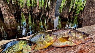 Bass/Crappie/Shell Cracker Catch n' Cook Deep in the Swamp!