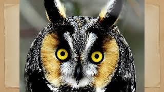 Animal Spirit Series, Owl Wisdom
