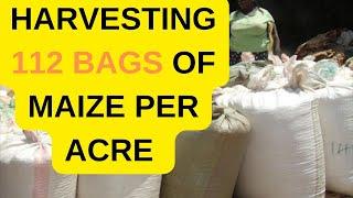 How to harvest 20 bags of maize from 2kg seeds