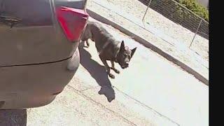 Body camera video shows deadly police shooting in Santa Fe, K-9 attack on officer