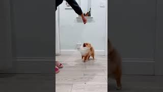 Pomeranian Puppy Lovi High Jump and Spin Training.