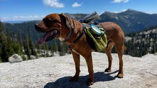 Approach Dog Pack by Ruffwear