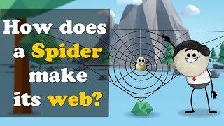 How does a Spider make its web? + more videos | #aumsum #kids #science #education #children