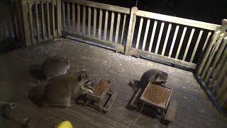 Mon 03 Mar 25 Three Raccoons on  a cold night