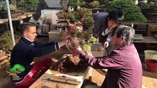 Making bonsai by Master Kimura. (Part3/5)