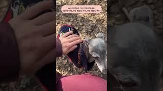 КТО ТУТ СОБАКА СУТУЛАЯ? ВЫГНУТАЯ Я