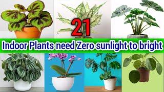 21 Indoor Plants need Zero sunlight to bright | Top 21 Low Maintenance Indoor Plants | Oxygen Plants