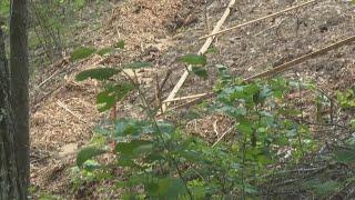 Oxford land dispute leaves residents baffled after several trees cleared from vacation property