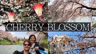 Japan Cherry Blossom: Everything you Need to Know | FULL Planning Guide