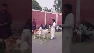 Bakra Mandi | Explore Multan City #bakraeid #bakramandi #multancity