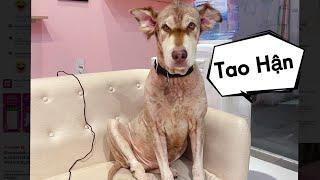 Chấn Động Mật Cạo Lông Chữa Bệnh Huhu- Shaved Dog - Mật Pet Family