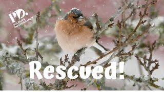 Rescue the Chaffinch!  Wildlife Photography