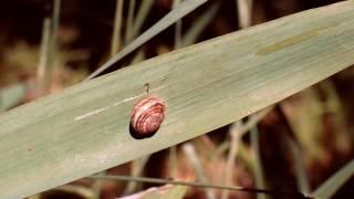 Snail #1 Free HD Video Background