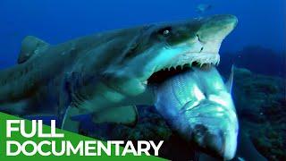 The Predator Coast - Battleground for Hunter & Prey | Free Documentary Nature