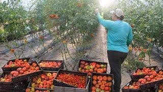 Growing 10,000 Pounds of Organic Tomatoes in a High Tunnel Greenhouse