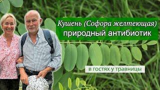 Кушень — горький корень: сильнейший природный антибиотик с подтверждённым действием.