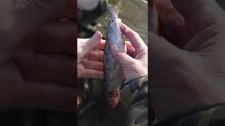 How to hook a deadbait #pike #anglingdirect #adtv #pikefishing #deadbait #fyp