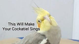 This Will Make Your Cockatiel Sings 