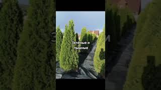 Предлагаем шикарно- изумрудные, стройные и одновременно пышные ТУИ Смарагд!!