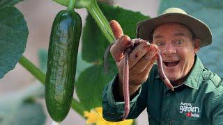 SEE WHAT HAPPENS IF YOU Grow A Cucumber out of a Worm Farm!