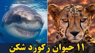 ۱۱ تا از حیوانات رکورد شکن!  Newlife Persian