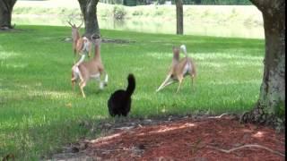 Black Cat Scares Off A Herd Of Deer