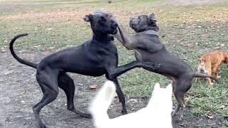 A Great Dane Spars a Pit Corso