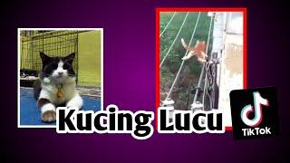 Kucing Lucu | Funny cat | Viral Tiktok