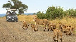 Kruger National Park safaris with Wild Wings Safaris