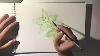 carambola watercolour practice