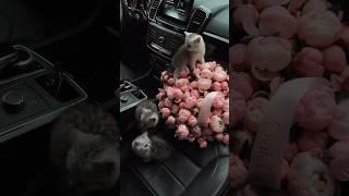 Красивый букет и котята #вдохновение #котята #пионы