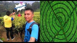 WISATA GRATIS KEBUN TEH SUKAWANA PARONGPONG BANDUNG