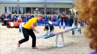 International sheltie agility competition 2015