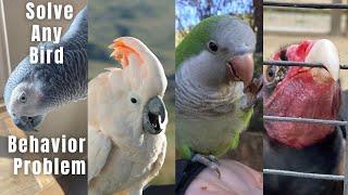 How to solve your toughest bird behavior problems (biting, screaming, attacking, fear... solved!)