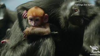 Endangered baby monkey born at Australian zoo