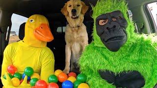 Green Gorilla Steals Puppy from Rubber Ducky in Car Ride Chase!