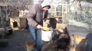 Кушугумский  приют "Добрые  ручки"  Волонтеры в  гостях  у  приюта.