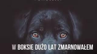 Najpiękniejsze adopcje - stary pies ze schroniska ma DOM