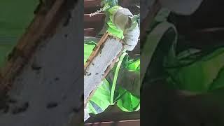Пасека выходного дня.