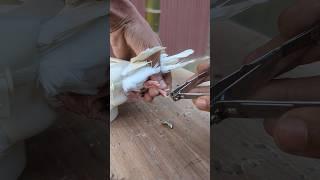 Easy way to trim pigeon nails #birds #pets #babycare #kabootar #pigeon