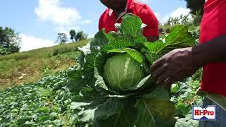 We love Cabbage!