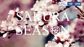 Sakura Season - Mùa Hoa Anh Đào Nở l Sông Hàn Tourist