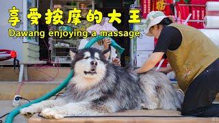 Dogs love massages too, so let's give Dawang a full-body massage!【阿盆姐家的大王】