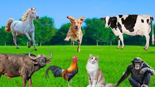 Daily Activities of Animals - Cow, Monkey, Rooster, Cat, Horse, Buffalo