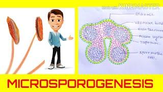 Microsporogenesis - the formation of pollen grains||Anther development ||Angiosperm reproduction