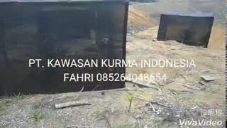 Heran Buah kurma tumbuh di RIAU /FAHRI 085264048654