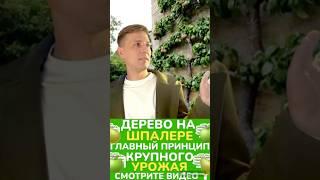 #обрезкадерева #обрезкасада #обрезкаяблони #обрезкагруши #весенняяобрезкадеревьев #садоводство #сад