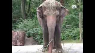 Asian Elephants at the zoo