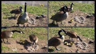 Canadian Geese protecting their 2 goslings and nest with 1 Egg in it, Route 46 West Little Falls, NJ