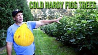 Cold Hardy Fig Trees with Bill Lauris